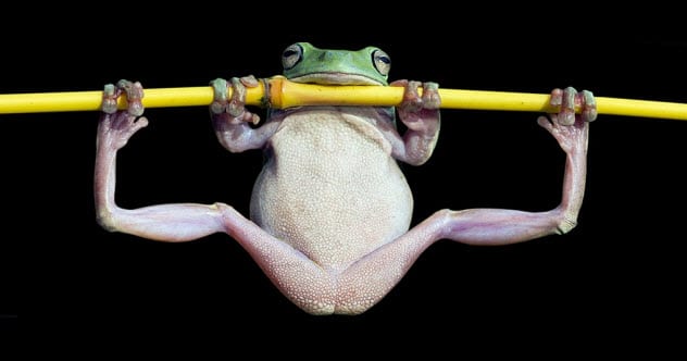 10 Strange Times When Species Evolved Backward - Viral Panda